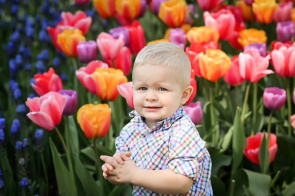 tulips-38