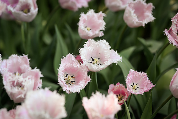 tulips-1