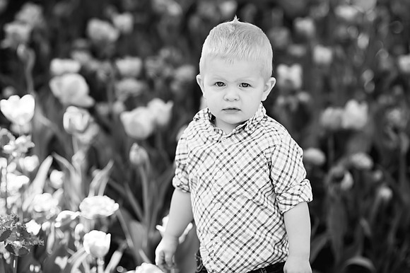 tulips-24