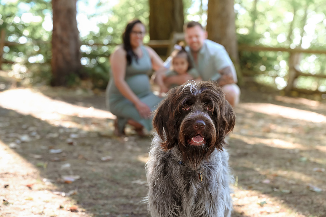 sporting dog with family in background