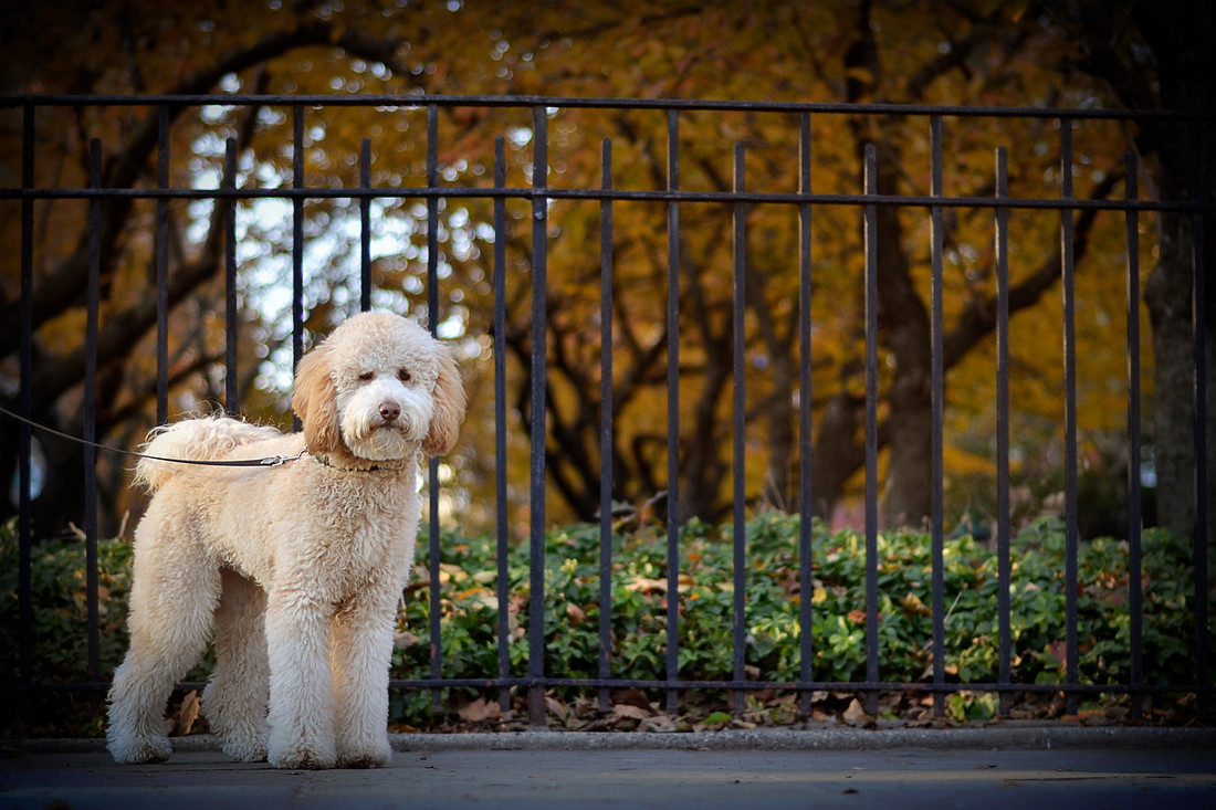 golden doodle portrait