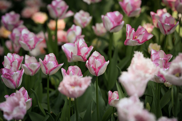 tulips-2