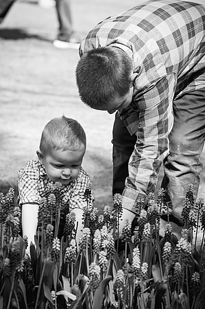 tulips-37