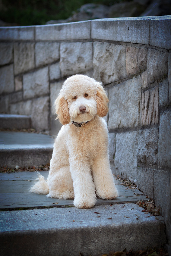 golden doodle portrait