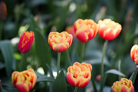 tulips-16